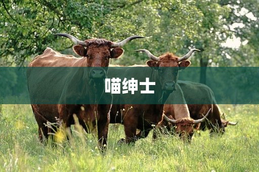 喵绅士