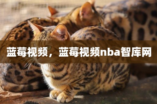 蓝莓视频，蓝莓视频nba智库网