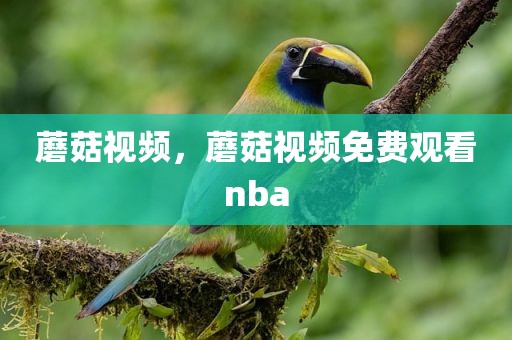 蘑菇视频，蘑菇视频免费观看nba