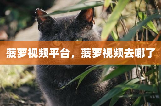 菠萝视频平台，菠萝视频去哪了