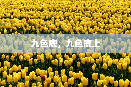 九色鹿，九色鹿上