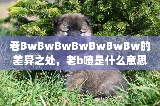 老BwBwBwBwBwBwBw的差异之处，老b噔是什么意思