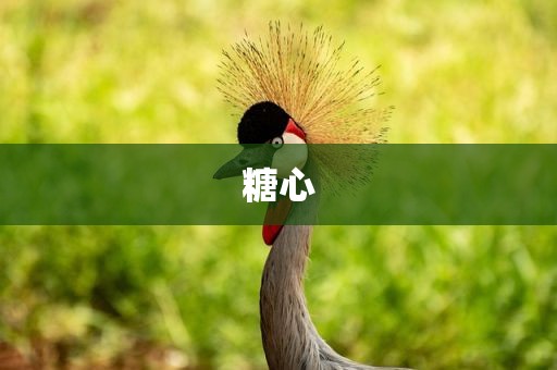 糖心