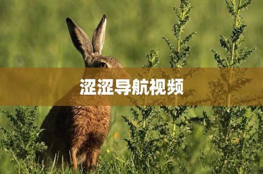 涩涩导航视频