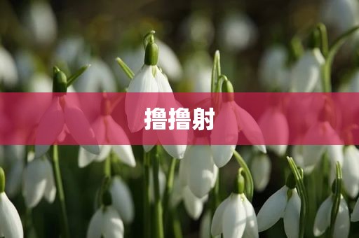 撸撸射
