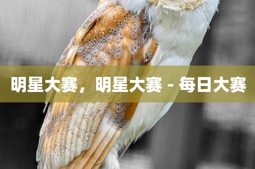 明星大赛，明星大赛 - 每日大赛