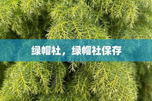 绿帽社，绿帽社保存