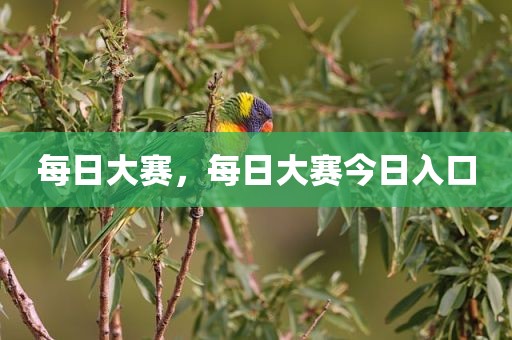 每日大赛，每日大赛今日入口