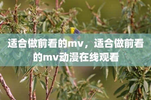 适合做前看的mv，适合做前看的mv动漫在线观看