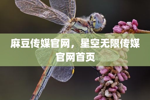 麻豆传媒官网，星空无限传媒官网首页