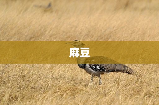 麻豆