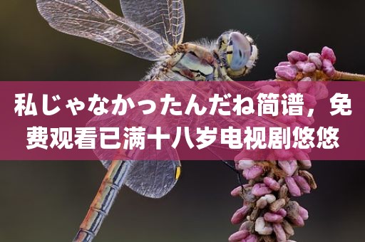 私じゃなかったんだね简谱，免费观看已满十八岁电视剧悠悠