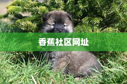 香蕉社区网址