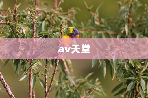 av天堂