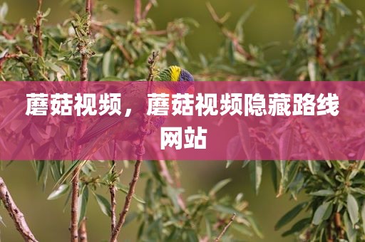 蘑菇视频，蘑菇视频隐藏路线网站