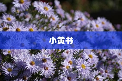小黄书