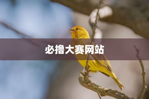 必撸大赛网站