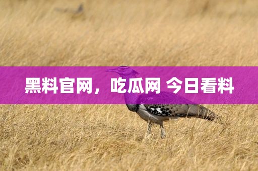 黑料官网，吃瓜网 今日看料