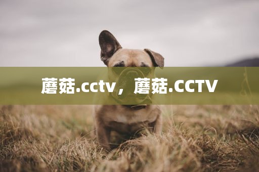蘑菇.cctv，蘑菇.CCTV