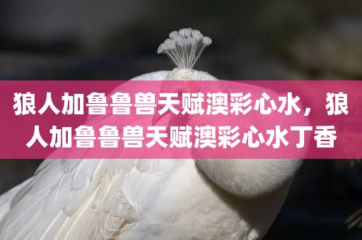 狼人加鲁鲁兽天赋澳彩心水，狼人加鲁鲁兽天赋澳彩心水丁香