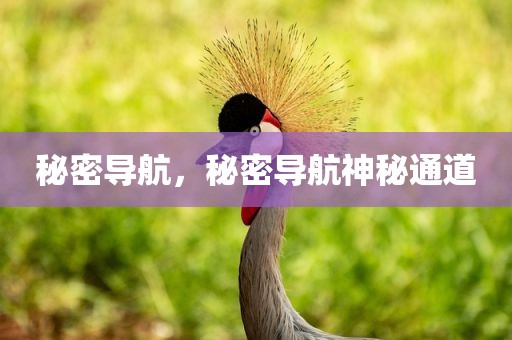 秘密导航，秘密导航神秘通道