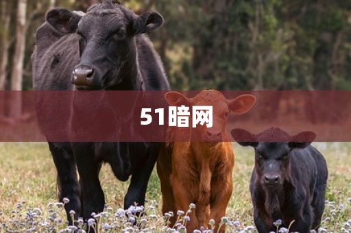 51暗网