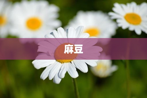 麻豆