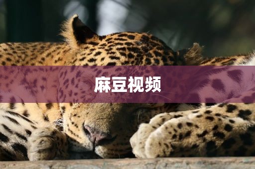 麻豆视频