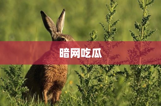 暗网吃瓜
