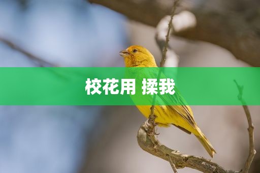 校花用 揉我
