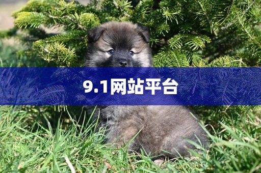 9.1网站平台