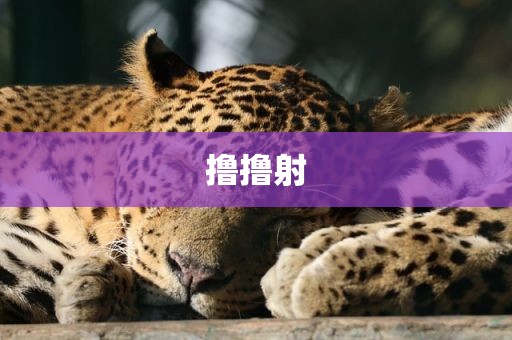 撸撸射