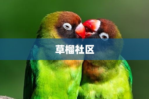 草榴社区