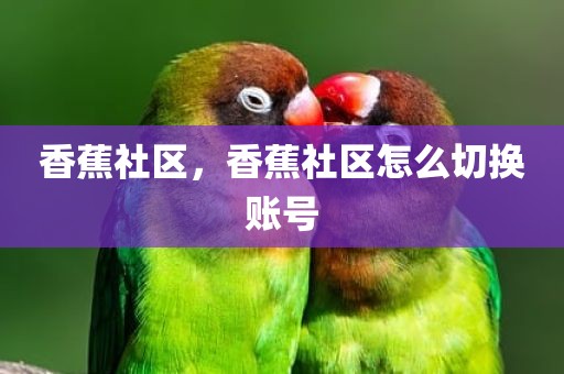 香蕉社区，香蕉社区怎么切换账号