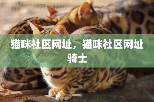 猫咪社区网址，猫咪社区网址骑士