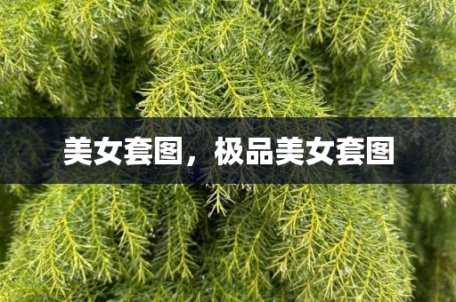 美女套图，极品美女套图