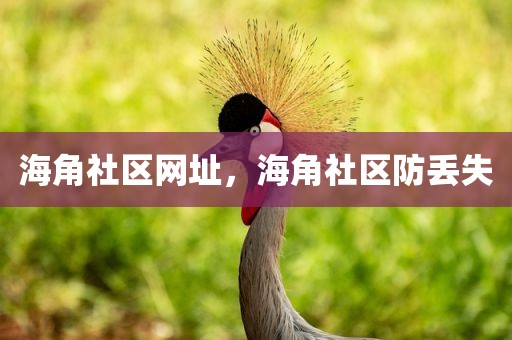 海角社区网址，海角社区防丢失