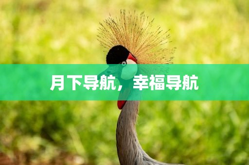 月下导航，幸福导航
