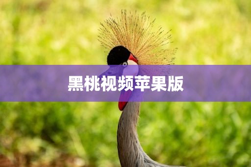 黑桃视频苹果版