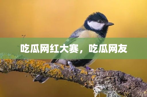 吃瓜网红大赛，吃瓜网友
