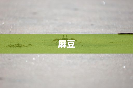 麻豆