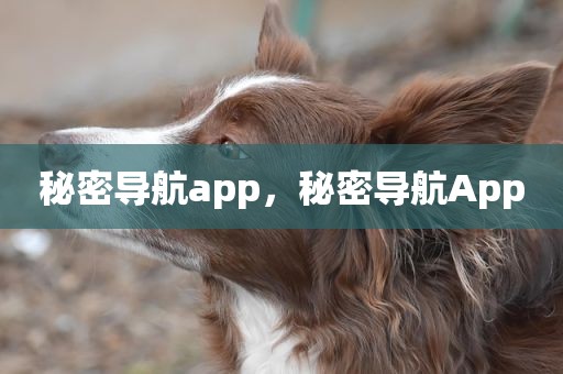 秘密导航app，秘密导航App