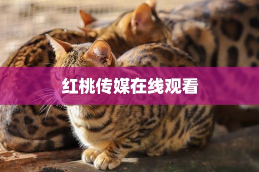 红桃传媒在线观看