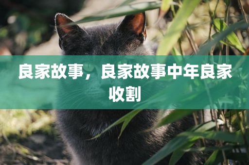 良家故事，良家故事中年良家收割