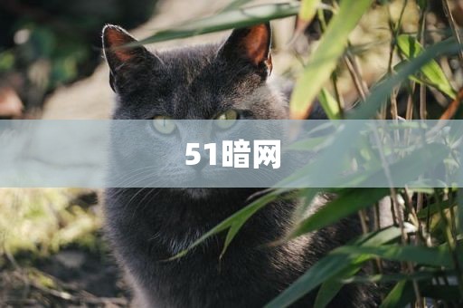 51暗网