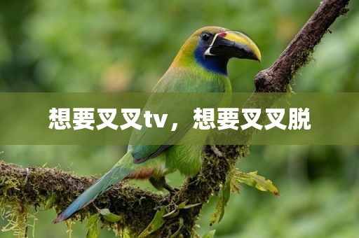 想要叉叉tv，想要叉叉脱