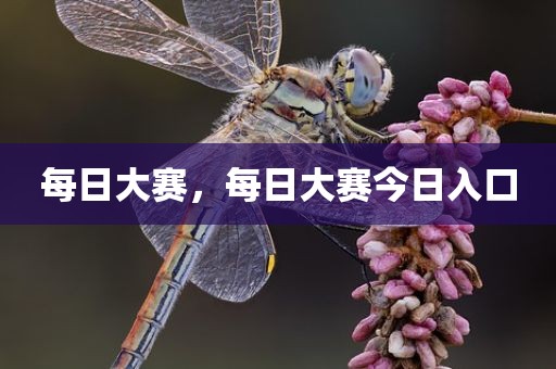 每日大赛，每日大赛今日入口