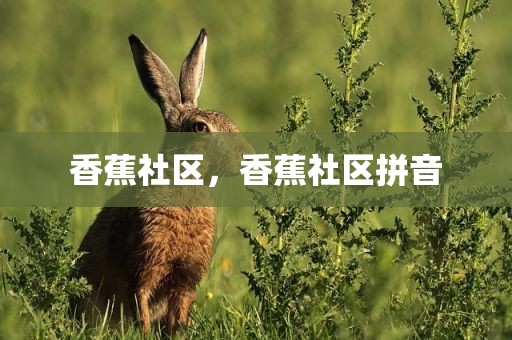 香蕉社区，香蕉社区拼音