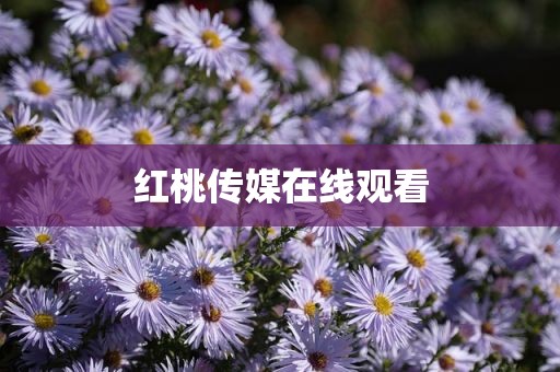 红桃传媒在线观看