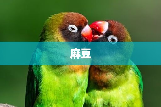 麻豆